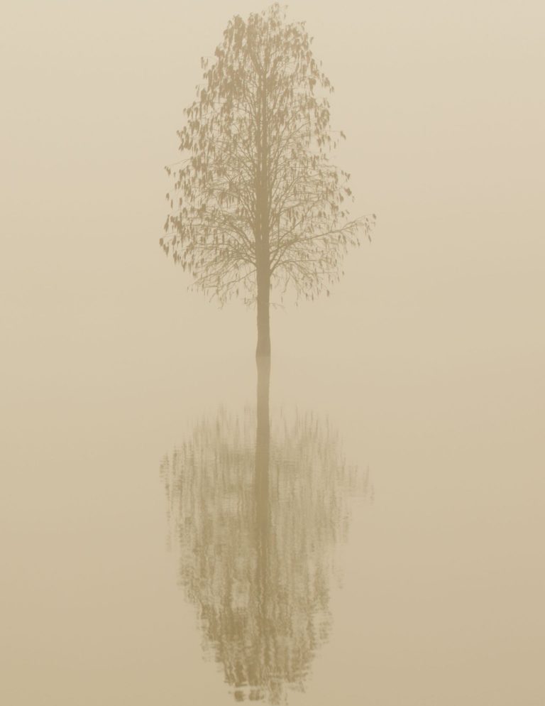 Echoing Silence Series